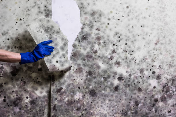 Best Residential Mold Remediation in Glen Raven, NC